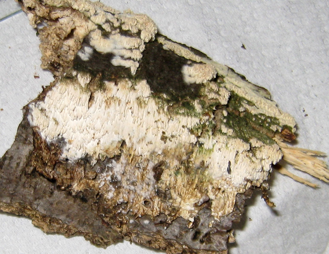 Steccherinum?